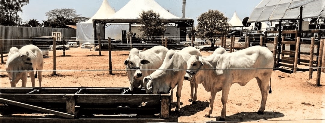 tronco-balança-nelore