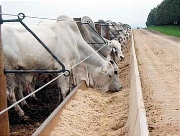 <img> (alt)="cocho-confinamento"